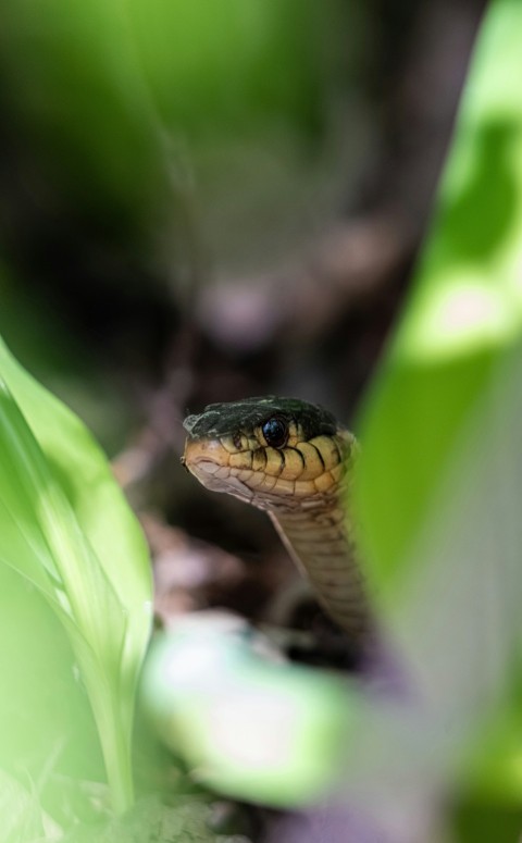 a snake is sitting on the ground in the grass