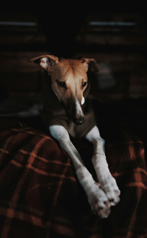 short coated brown dog