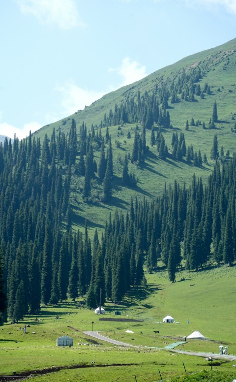 a green mountain with trees on the side of it