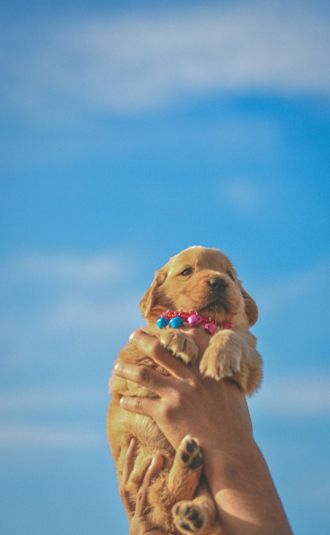 golden retriever puppy on snow covered ground during daytime