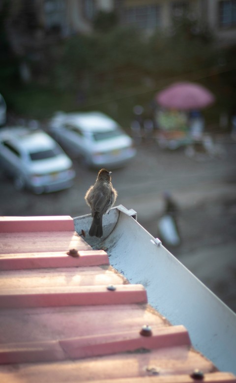 brown bird on white wooden fence during daytime