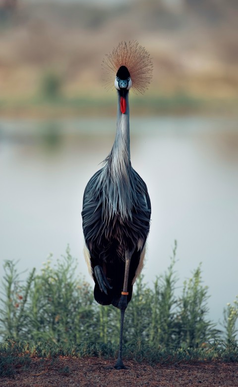 black crowned crane bird on green grass during daytime fZXZ1