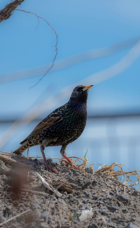 a small bird standing on top of a dirt hill