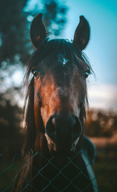 brown horse