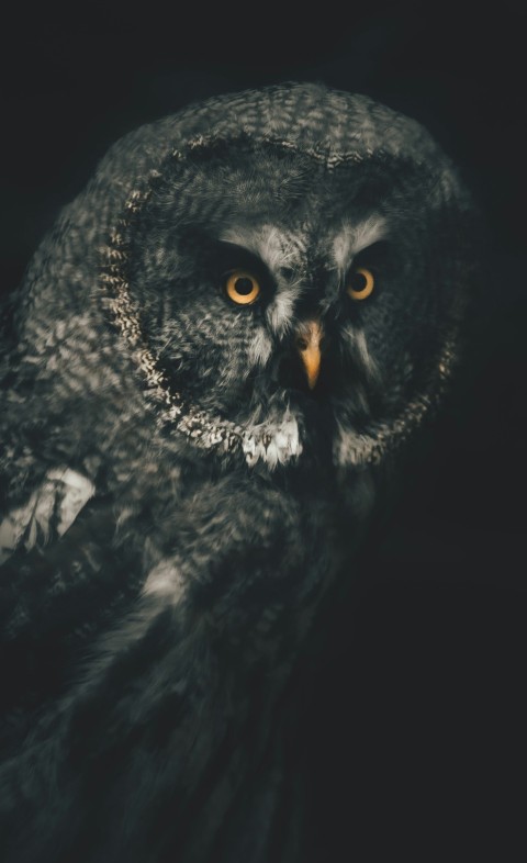 a close up of an owl on a black background As