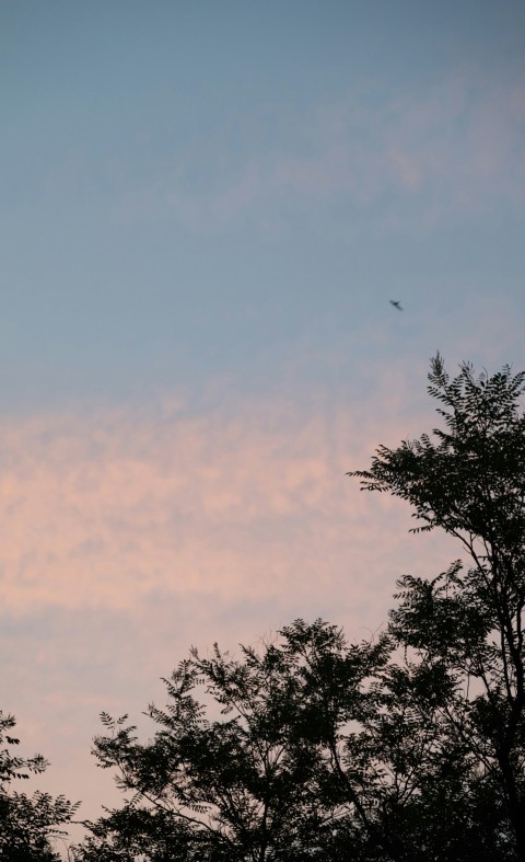 a plane flying in the sky over some trees