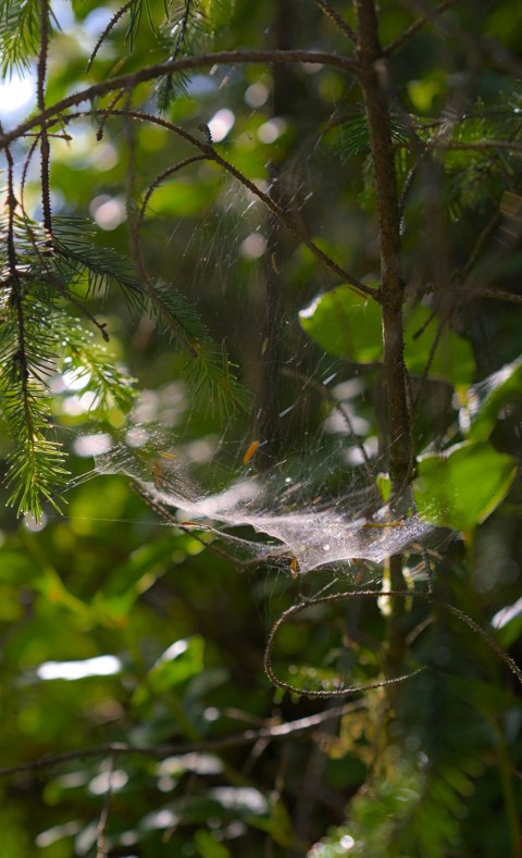 a spider web hanging from a tree branch