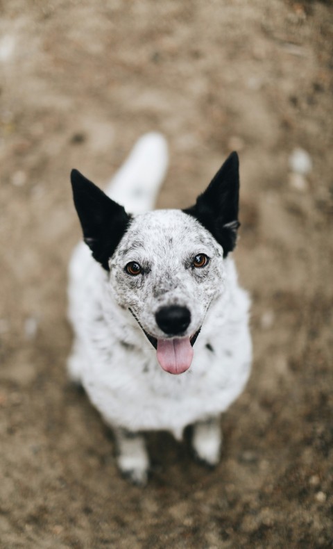 white and black short coated dog sitting on brown ground SEXw8U_E