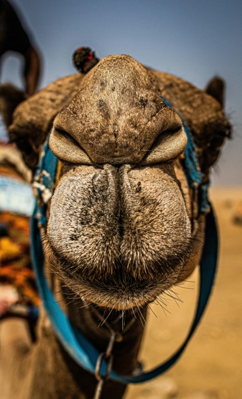 a close up of the nose of a camel