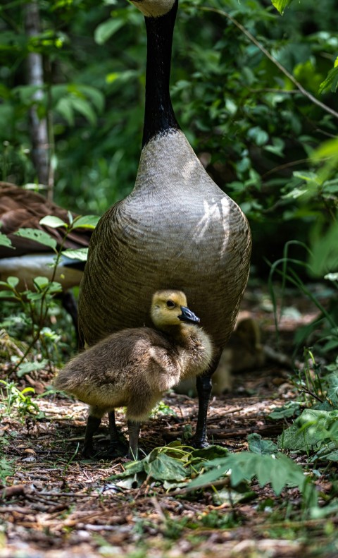 a mother duck and her duckling in the woods