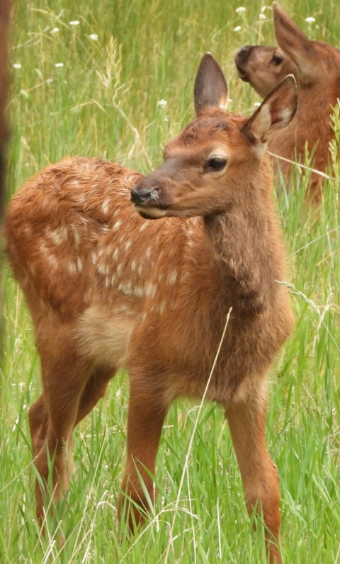 a baby deer standing next to an adult deer