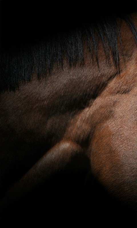 a close up of a horses head and mane