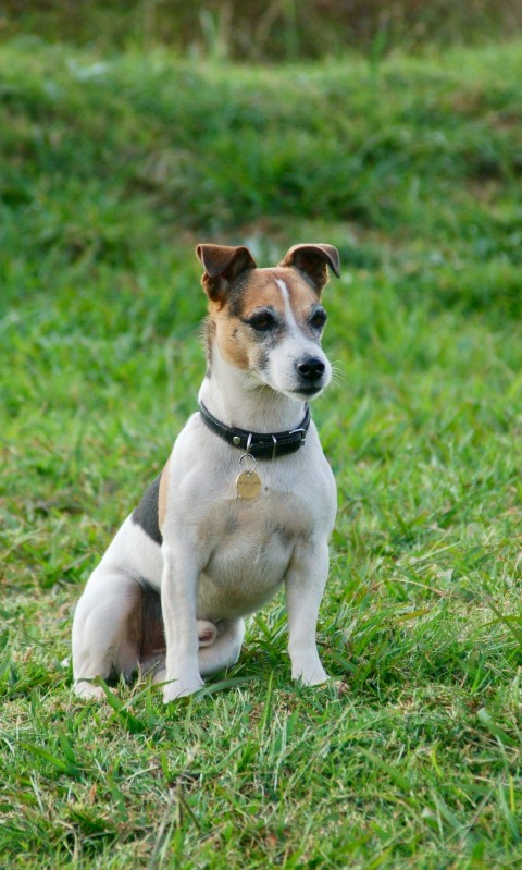 white black and brown short coated dog sitting on green grass during daytime