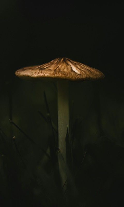 a mushroom sitting in the grass at night