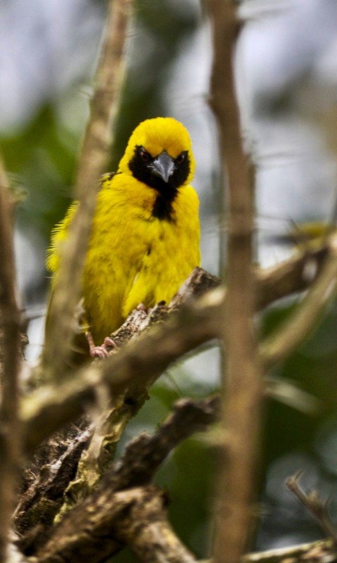 a yellow and black bird sitting on top of a tree branch