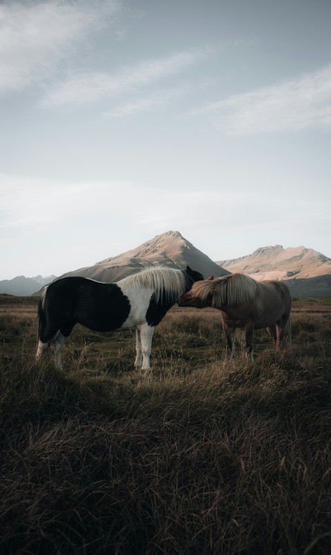 horses grazing in a field 4dxwMZ9P