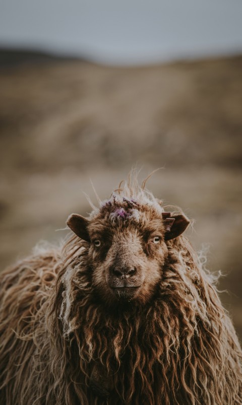 closeup of brown sheep