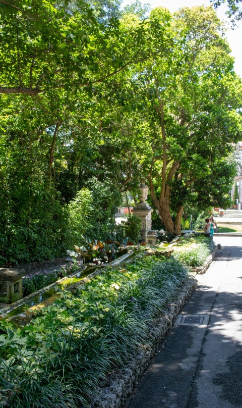 a street lined with lots of trees and plants