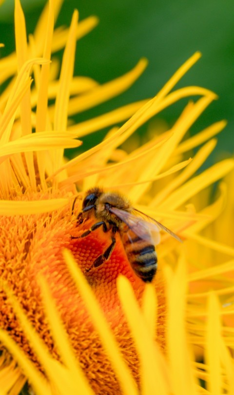 a bee is sitting on a yellow flower