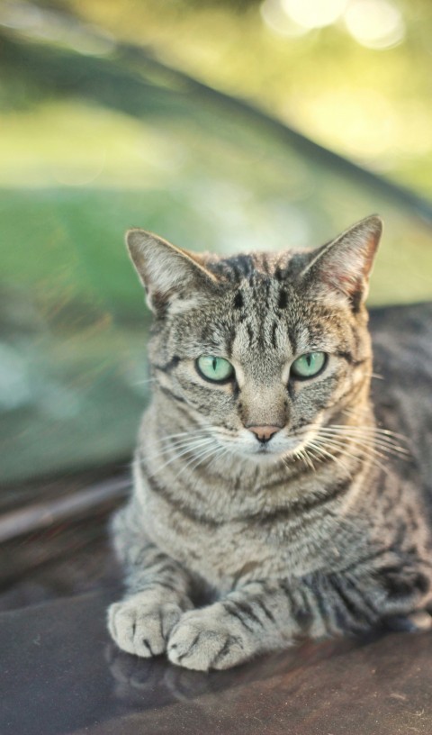 a cat sitting on the hood of a car