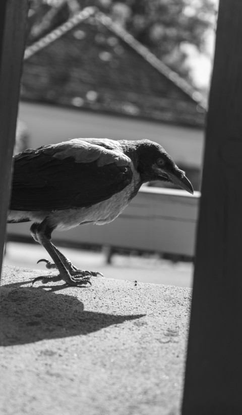 a black and white photo of a bird on the ground