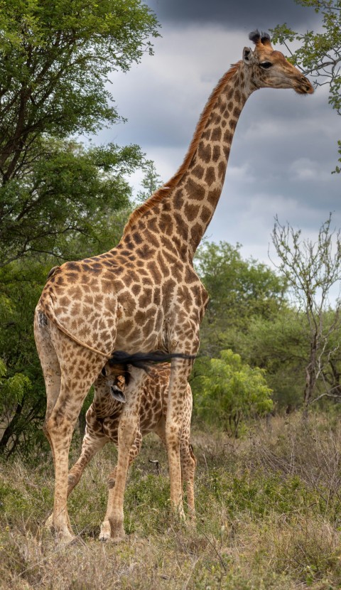 a giraffe standing next to a baby giraffe