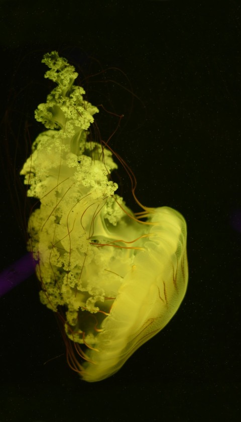 white and green jellyfish in water