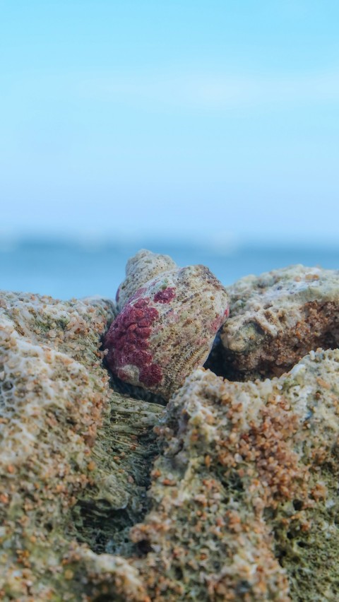 a close up of rocks with a body of water in the background