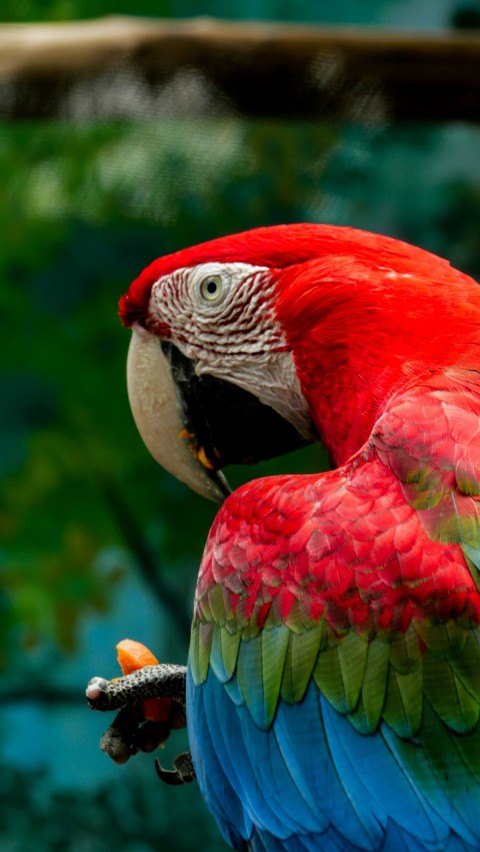 a red and green parrot sitting on top of a tree branch