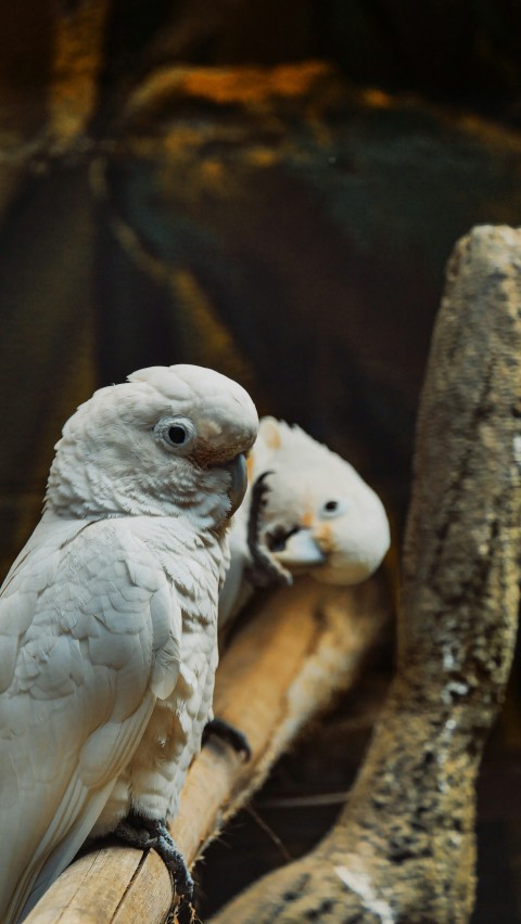 a couple of white birds sitting on top of a tree branch