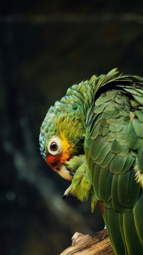 a green parrot sitting on top of a tree branch