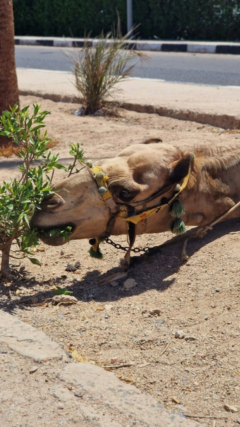 a camel is chewing on a small tree