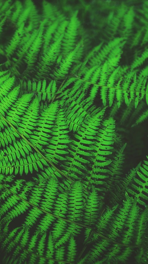 green fern plants