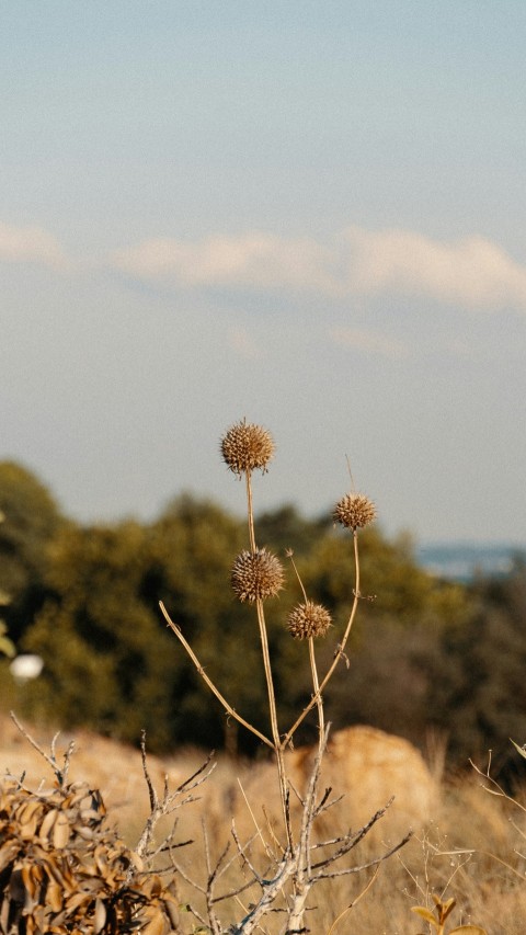 a small plant in the middle of a field FY5t WpC1