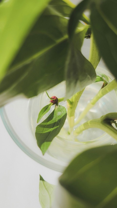 a green plant with a lady bug on it