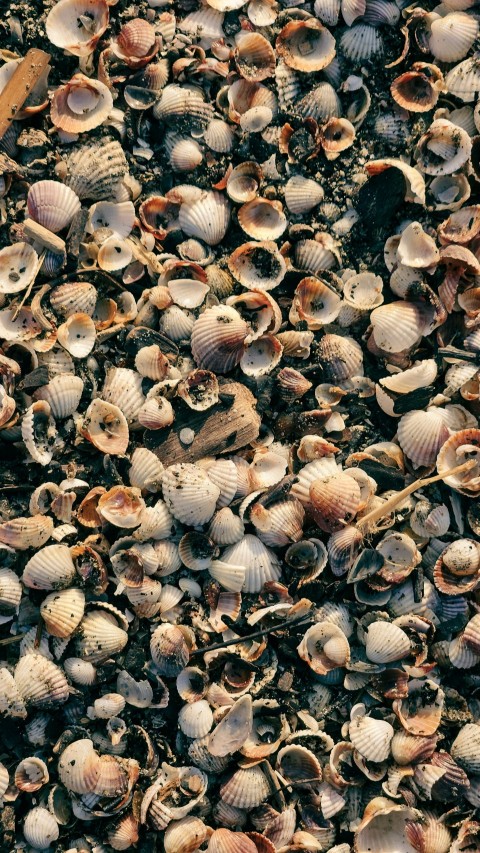 a bunch of seashells that are laying on the ground xpYrOOv