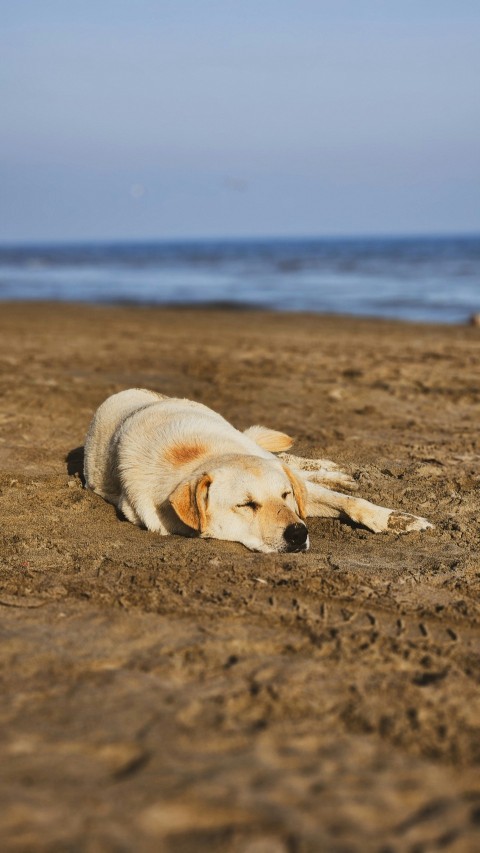 a dog laying on a beach next to the ocean