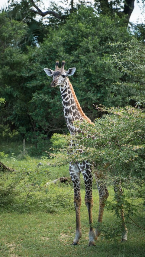 a giraffe standing next to a lush green forest