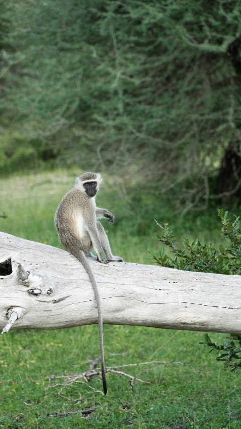 a monkey that is sitting on a log LZ_vhBoYK