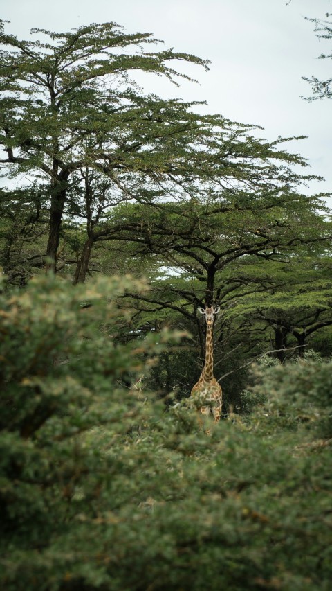 a giraffe standing in the middle of a forest xPtpKL