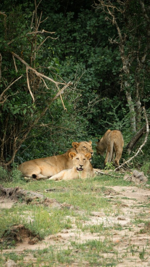 a couple of lions laying on top of a lush green field