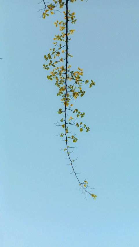 a tree branch with yellow leaves against a blue sky