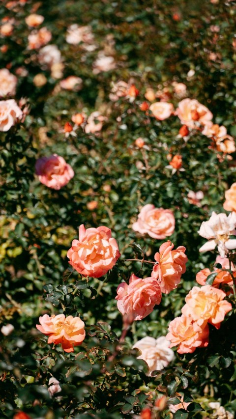 a field full of pink and white flowers JQa7x