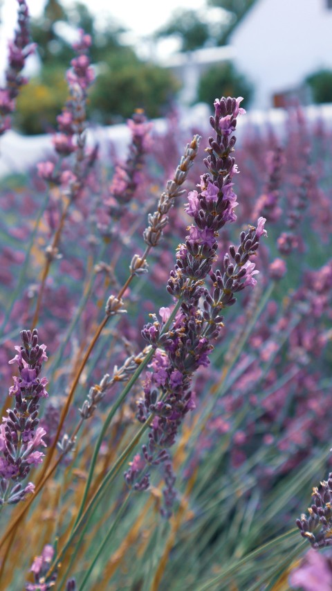 purple flower in tilt shift lens