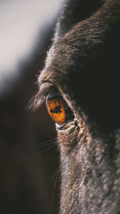 a close up of a dogs eye and nose