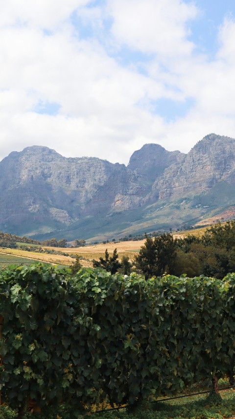 green trees and plants near mountain during daytime