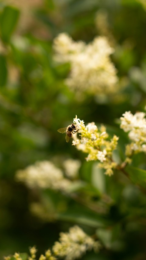 a close up of a flower with a bee on it