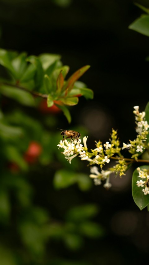 a close up of a plant with white flowers