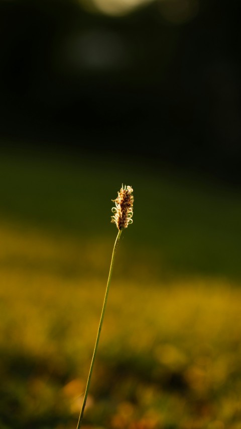 a flower that is sitting in the grass