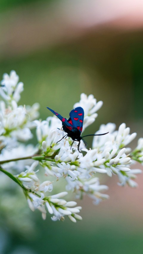 a blue and red insect sitting on a white flower